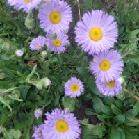 Еригерон , снимка 1 - Градински цветя и растения - 40862415