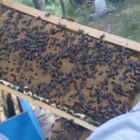 Пчелни майки, отводки и кошери по програмите 2024 ( - 10% ), снимка 8 - За пчели - 43931137