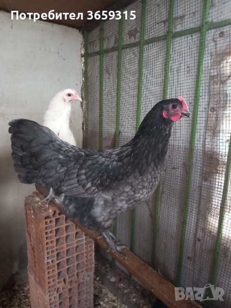 Австралорп , снимка 1