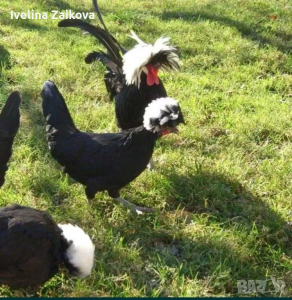 яйца за люпене холандска качулата кокошка , снимка 1