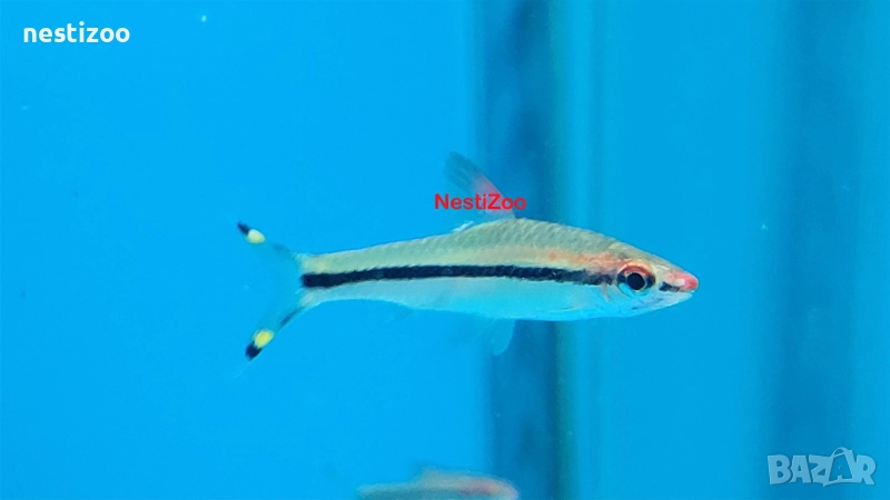 Барбус ДЕНИСОНИ, снимка 1