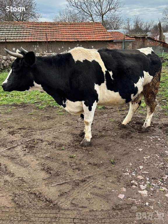 Продавам 2 Крави , снимка 1