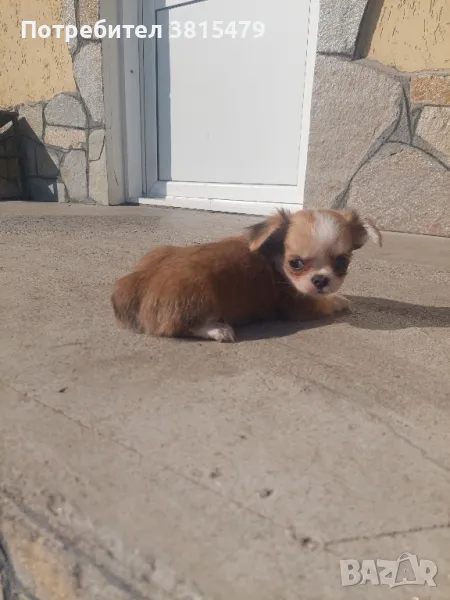 Три мъжки игриви мини чихуахуа , снимка 1