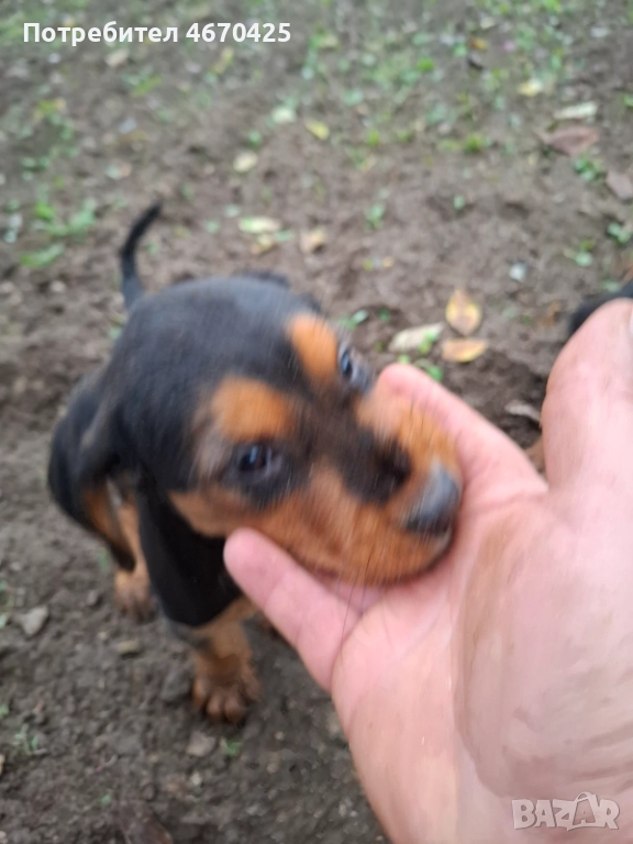 Продавам малки ловни кученца., снимка 1