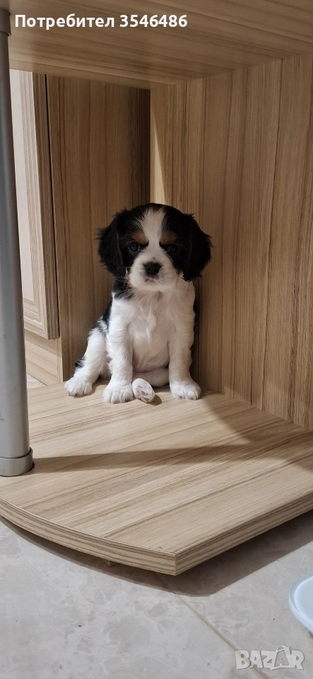 Кавалер кинг чарлз шпаньол , снимка 1