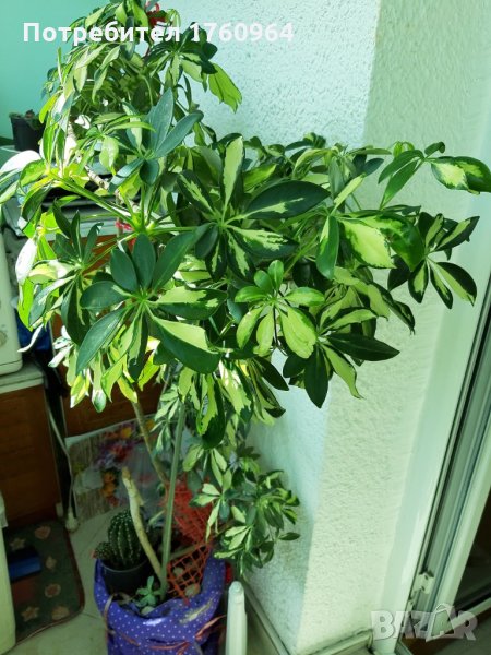 Красива и пъстра шефлера , снимка 1