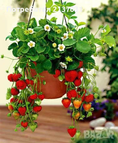 ПО ВСЯКО ВРЕМЕ И ВЪВ ВСЕКИ ДОМ КАСКАДНИ И УВИВНИ ЯГОДИ , за саксия  , сандъче или в градината , снимка 1
