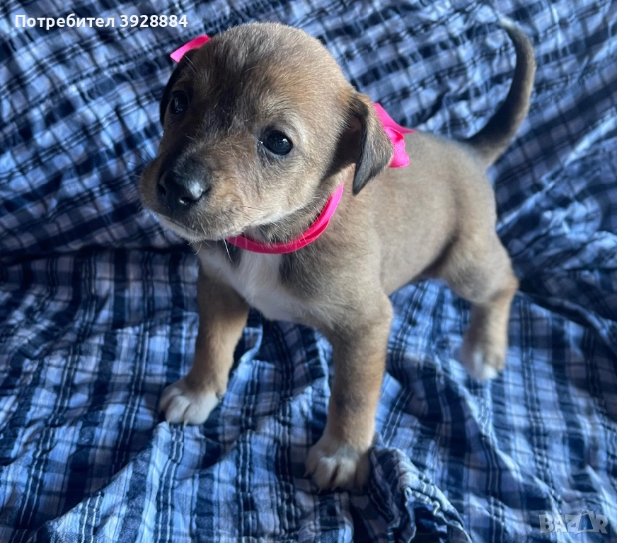 Подарявам кученца, снимка 1