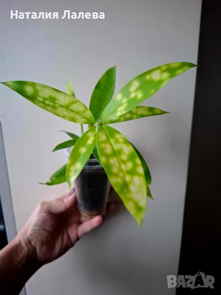 Драцена, Dracaena surculosa Mike, снимка 1