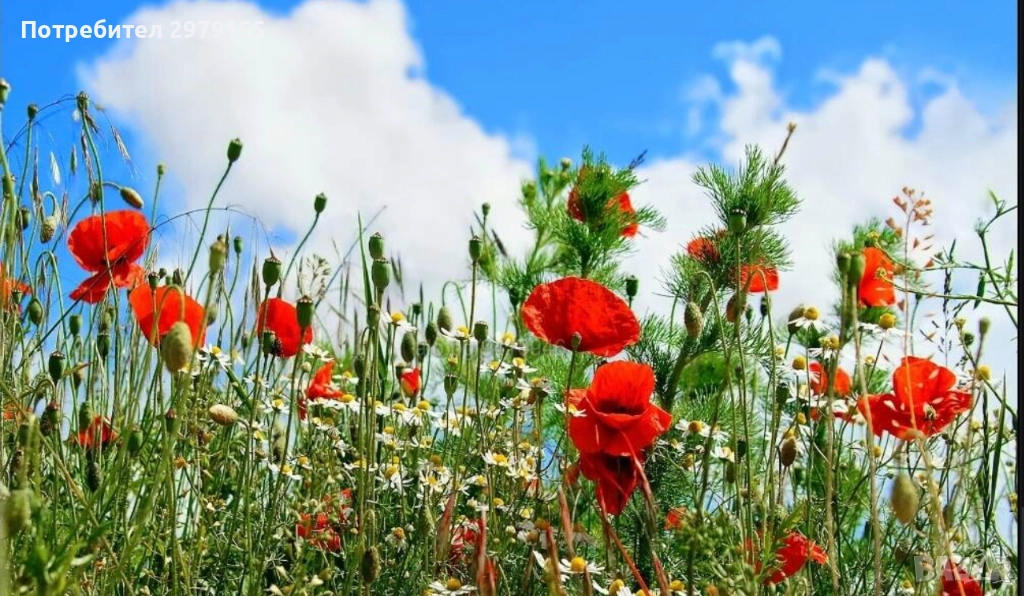 Косене на тревни площи , снимка 1