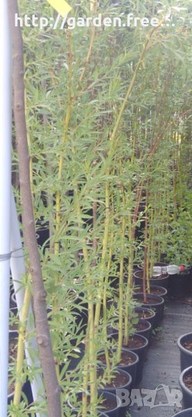 Плачеща върба Salix Babylonica, снимка 1