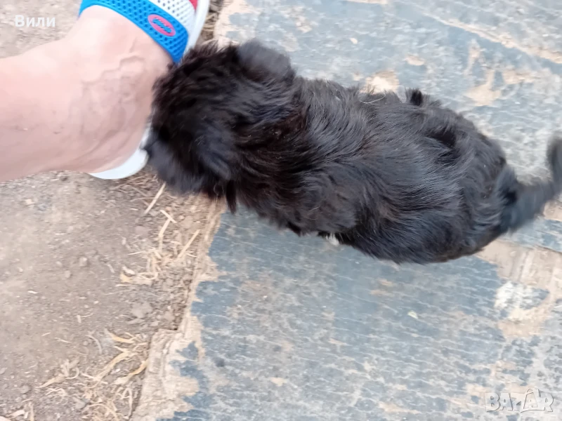 Кученца, снимка 1