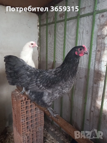 Австралорп 