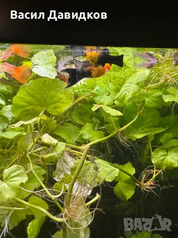 Молинезия, снимка 15 - Рибки - 48361888