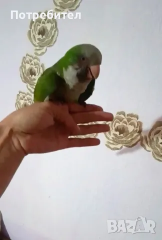 папагал монах, снимка 1