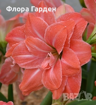 Луковици Амарилис, Хипеаструм, снимка 6 - Сортови семена и луковици - 52256523