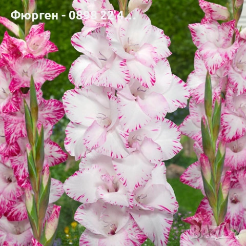 🌸 Луковици Гладиоли (Gladiolus), снимка 8 - Разсади - 53145212