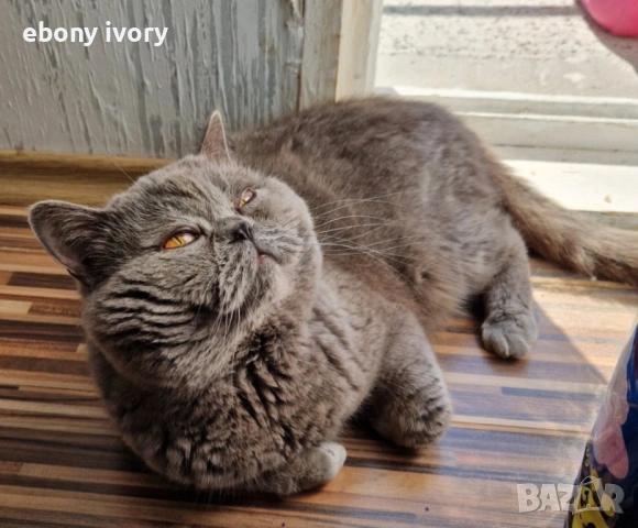 Мъжки късокосмест британски котарак предлага заплождане на женски , снимка 4 - Британска късокосместа - 53141990