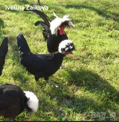 яйца за люпене холандска качулата кокошка , снимка 1