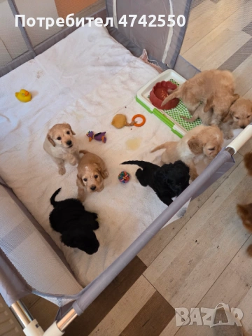 Кученца за трюфел, снимка 3 - Кокер шпаньол - 53535610