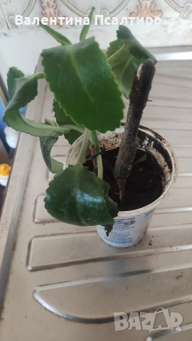 Каланхое дегреминтиана , снимка 3 - Стайни растения - 52594230