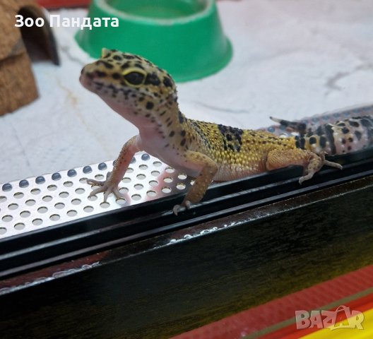 Промоция - Леопардов гекон - намалена цена, снимка 3 - Гекон - 42823610