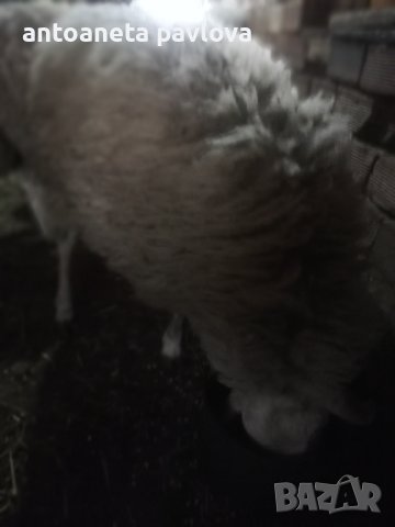 Коч ,големи  мъжки  агнета и шилета, снимка 7 - Овце - 33432127