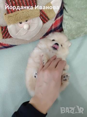 Померан , снимка 2 - Померан - 52594492