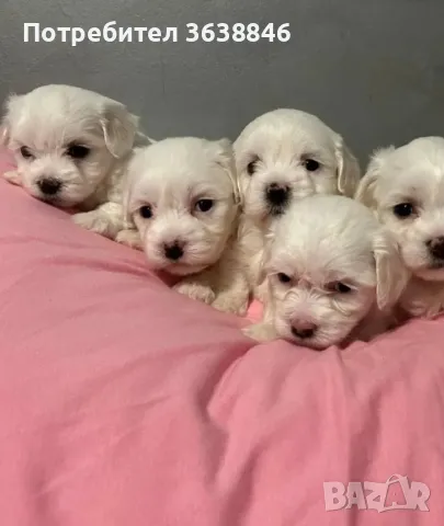 Малтийска болонка мини, снимка 2 - Болонка - 49567390