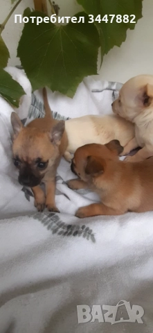 Малки Чихуахуа, снимка 1