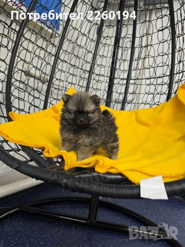 Померан, снимка 5 - Померан - 53323388