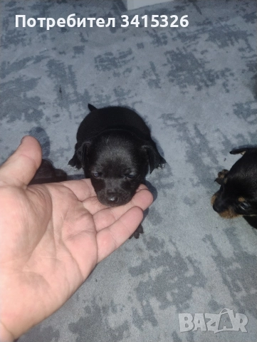 Продавам пинчери – стандартен цвят, снимка 5 - Пинчер - 52840708