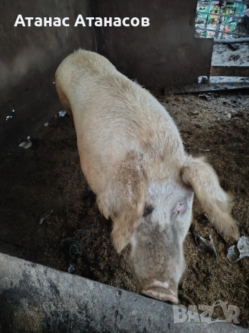 Свиня майка , снимка 3 - Прасета - 53506507