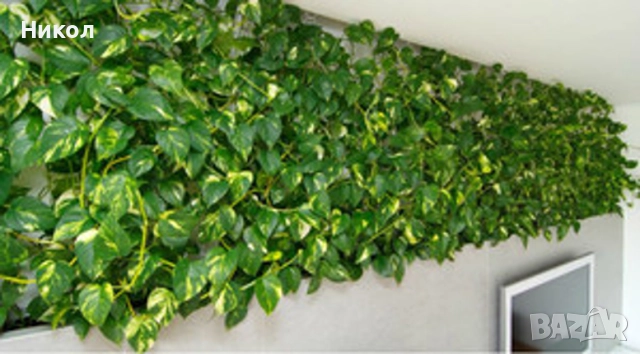 Продавам Сциндапсус – красива стайна лиана., 7 лв, снимка 5 - Стайни растения - 52531610