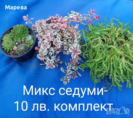 Цветя микс,външни основно и някои вътрешни. Цени на снимки , снимка 8 - Други - 47358248
