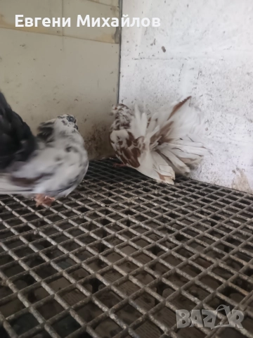 Фенерлии , снимка 8 - Гълъби - 52901917