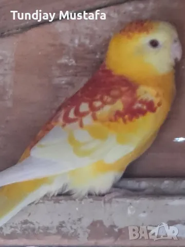 пойни млади пилета, снимка 2 - Папагали - 47812009