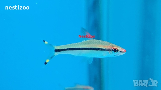 Барбус ДЕНИСОНИ