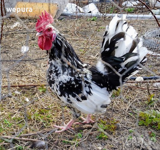 Продавам няколко декоративни петли за разплод или за красота японски кокошки и петли но, снимка 5 - Кокошки и пуйки - 39975503