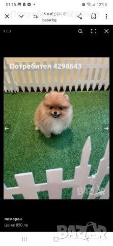 pomerani