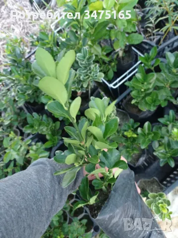 Евонимус японика

, снимка 2 - Градински цветя и растения - 47382482