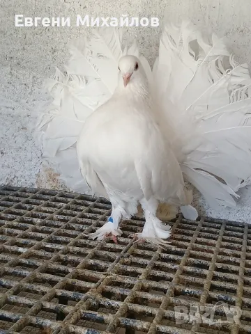 Гълъби Фенерлии гащати , снимка 6 - Гълъби - 50011093