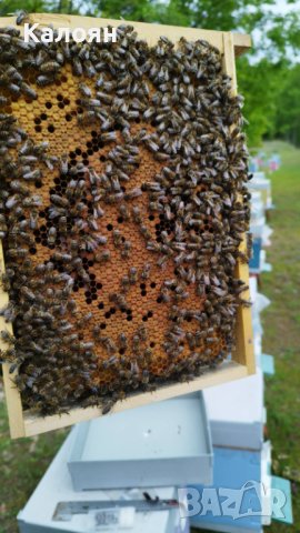 Пчелни отводки  сезон 2024 записване, снимка 2 - За пчели - 43262933