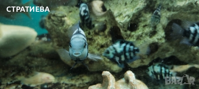 Зебровидни Цихлиди чифтове, снимка 6 - Рибки - 52284385