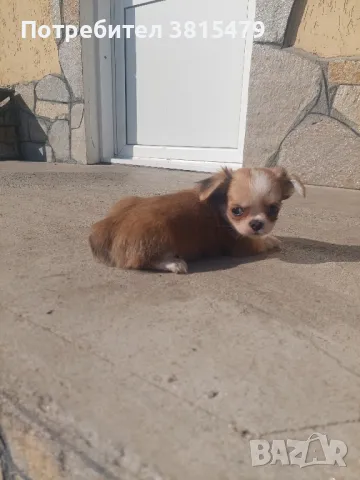 Три мъжки игриви мини чихуахуа , снимка 1