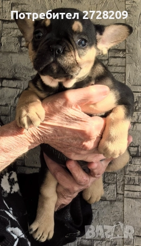 Френски булдог/French Bulldog , снимка 10 - Френски булдог - 52929981