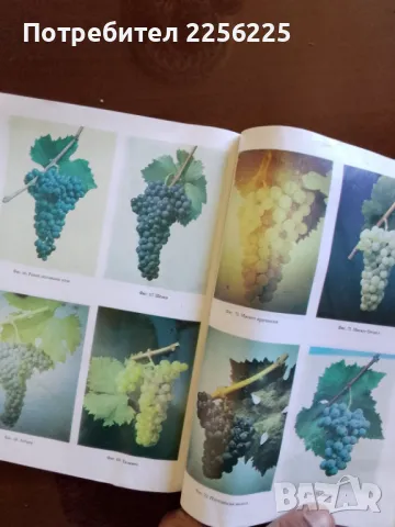 Ампелография с основи на винарството, снимка 4 - Специализирана литература - 50065627