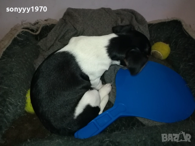 ДЖАК РЪСЕЛ 1011250842, снимка 13 - Джак ръсел териер - 52358129