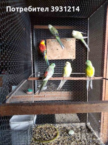 Папагали - различни видове, снимка 3 - Папагали - 43605043