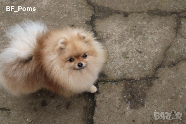 Миниатюрно момиченце померан с родословие FCI, снимка 12 - Померан - 50219721